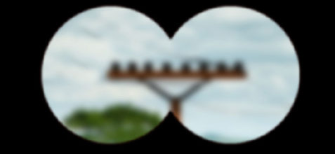 Bird Vision